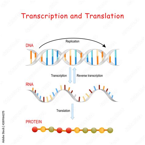 11 Best Images of Protein Synthesis Transcription And Translation